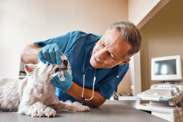 Best Emergency Root Canal Treatment in Westfield, WI